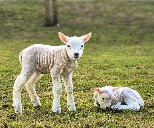 /files/Boerderij dieren/lammetjes-2025.jpg